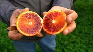 ARANCIA ROSSA DI SICILIA IGP: Fragilit&agrave;, valore e futuro di un patrimonio agricolo unico