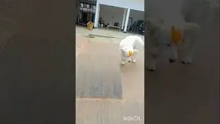 Amazing Dogs Transformations#freefire#dog#transformation#amazing#dogs#shorts#viralvideo #spiderman