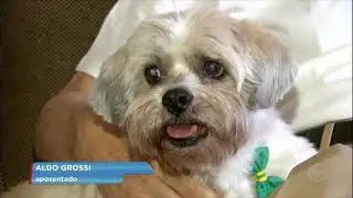 C&atilde;es idosos tamb&eacute;m podem ter Alzheimer