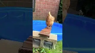 Бассейн с курами #animalover #animalshorts #animalvideos