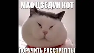 Китай кот партия