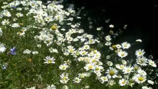 Chamomiles in Georgia
