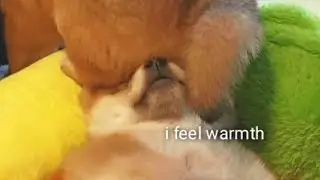 Bootyful hat for Hiro 😂  - Shiba Inu puppies (with captions)