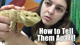 How to Tell the Difference Between Male and Female Bearded Dragons!