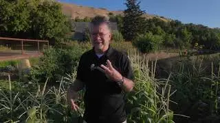 Corn Needs Nitrogen