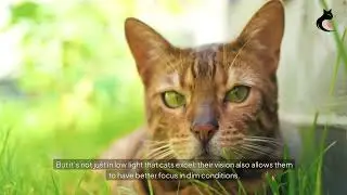 Cats and Their Extraordinary Night Vision&mdash;A Purrfect Adaptation!