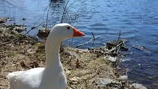 Mystery at the Pond : Part 2