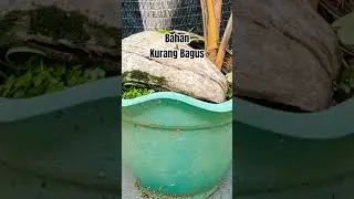 Bahan Kurang Bagus #shorts #shortsvideo #acarikbonsai #bonsaikelapa #coconutbonsai