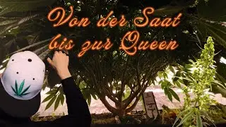 Teil 1 Die Queen of Purge kommt ins 350l Beet  Mars Hydro Setup  Trainingsmethoden und Scrog