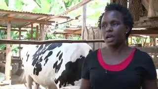 Dairy Developments in Kenya