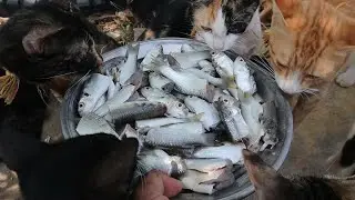 My Hungry Cats eat raw fish