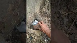 I found it there #youtubeshorts #nature #nest #wildlife #shortvideo #animals #birds #cute