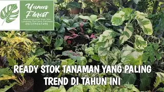 Ready lagi tanaman hias terbaru diyunus florist.  081259047498