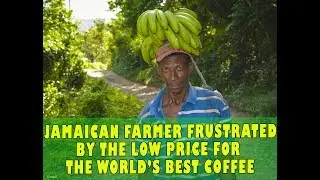 Jamaican Farmer - Voices His Concern About Coffee (datmahseh)