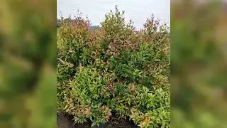 Shri Sai Bio-Plan Garden And Nursery Godhra. Mo. 07043750623