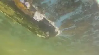Taroona has one hull of a scrub...