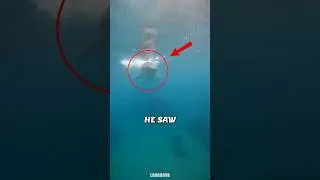 Dolphin Attacked a Swimmer, Then He Realized Why 🐬 #shorts
