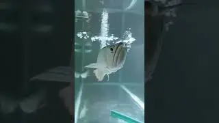 The most beautyful fishes from around the world 😍/ Hela Secrets #shorts