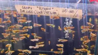 Bungkus Guppy Full Gold Ribbon di pasar ikan hias jatinegara