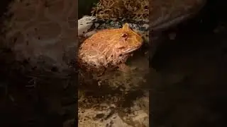 #pacman frog says oh yeah. #koolaid man. #really ? #roll the #footage #amphibian #love #viral #vlog