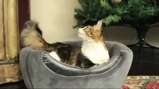Cat Home Cat Bed Kitten Home Kitten Bed Kitten Cushion Cat Cushion Pet Bed Pet Home Pet Cushion