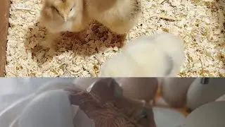 Ghar ma Choozay ( Chicks ) nikalne ka tariqa 🐣🐣#viralvideo