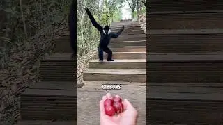 Why Do Gibbons Walk With Their Hands Up? #animals #cute #shorts