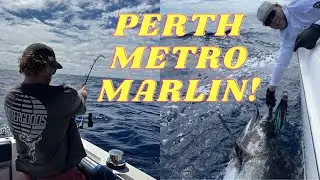 I Spent Months Trying to Catch a Perth Metro Marlin… And Finally Did It