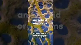 Slime Molds Are A Little Confusing