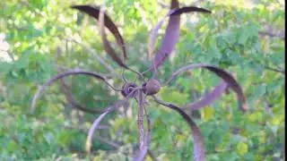 Double Windmill Kinetic Energy V3