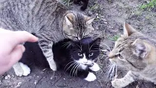10 Cats of Bagira cat family