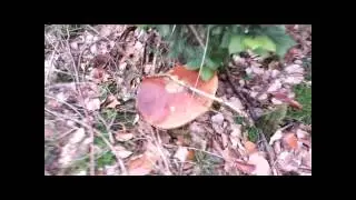 Giant mushroom - boletus edulis
