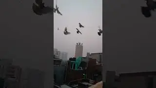 #apnikabootarbazi #ytshorts #birds 🌍🕊️🦜🟧#emotional #motivation #1k #short #pigeon #inspiration #view