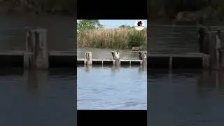 bobcat jumps-unknown📸#shorts #animals