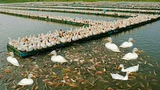 Integrated Duck&ndash;Fish Farming in Southeast Asia | Sustainable, Profitable, Eco-Friendly
