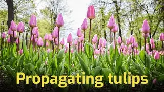 Propagating tulips: dig up the bulbs and plant them in new places ASMR