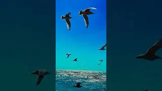 Birds Flying Over the Ocean in Slow Motion | Relaxing Nature Short