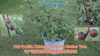 Our Prolific Chicago Hardy Fig Mother Tree (丰产的芝加哥耐寒无花果母亲树)2025#Gardening#fruit #containergardening