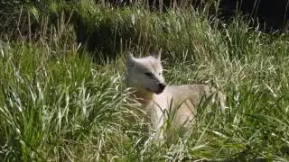Coastal Wolf, Geographic Harbor, Katmai.