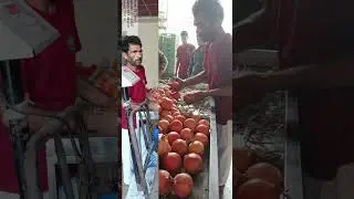 From Farm to Your Doorstep: Premium Pomegranate Sorting, Grading and Packing!  #primefresh