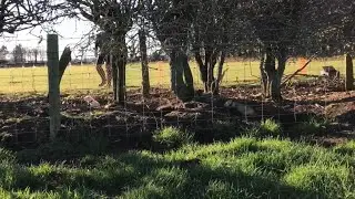 Horse paddock hedgerows with molly and Bella