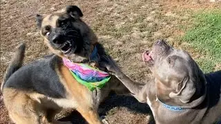 A German Shepherd Hassles a Pit Corso