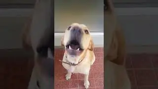 Speaking Dog 1 years old Labrador