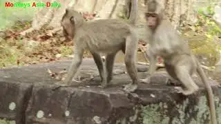 AH,OH,ROPHAN DUSTIN MONKEY WITH OTHER BABY