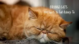 100 Fascinating Facts About Orange Cats | Relaxing Sleep Story (100 Minutes)
