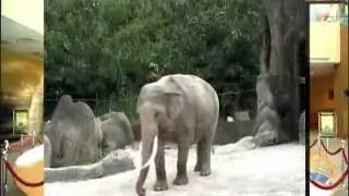 Animals' Ark - Introduction of Taipei Zoo