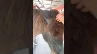 Do Horses Like Their Ears Rubbed ? 🐴