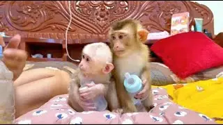 Baby monkey Boyboy