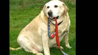 Top 5 world's most obese dogs