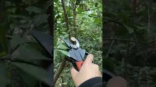 Snip! Snip! Snip! Pruning is fast and effortless. #kebtek #pruning #orangecut #satisfying